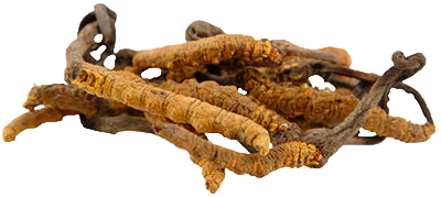 cordyceps-senensis
